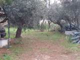 slide1 thumbnail